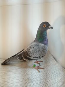 PL-170-2023-849 , super na WG, Klaas-Kruger