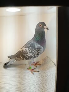 PL-170-2023-906- samiec inbred na DV-507-11-1337 Klaas-Kruger linia gołębi na WG