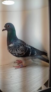 PL-170-21-6814-inbred Ferrari i 3010 H. Grimme