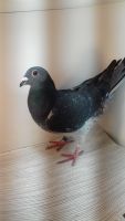 PL-170-21-6878 -100% Vercammen-inbred Barco