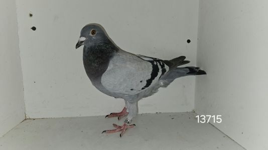 PL-173-25-13715 + gratis PL-145-23-4381