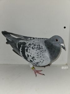 PL-175-24-8551 + gratis PL-145-23-4399