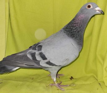 PL-19-155023 ORG. M. PALUCH