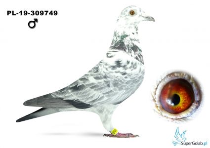 PL-19-309749 Linia szpaka  MTM Pałki