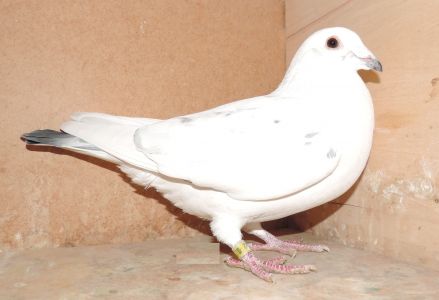 PL-19-347082 - Linia Ludo Claessens
