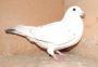 PL-19-347082 - Linia Ludo Claessens