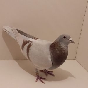 PL-19-442450 LOTOWANY Inb. 