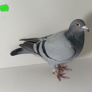 PL-19-442461 Linia TYSON 