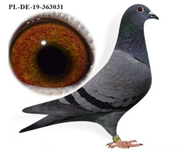 PL-19-DERBY-363031 