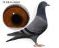 PL-19-DERBY-363031 