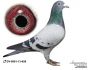 PL-19-DERBY-363031 