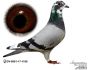 PL-19-DERBY-363031 