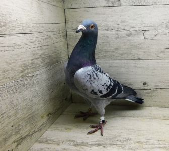 PL-19-DERBY-647402 Samiec z gołębnika lotowego dobre pochodzenie