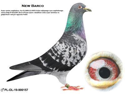 PL-19-OL-900157 SAMIEC + GRATIS samiec PL-0445-12-10570