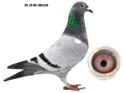 PL-19-OL-901328 H i G DRYGAŁA