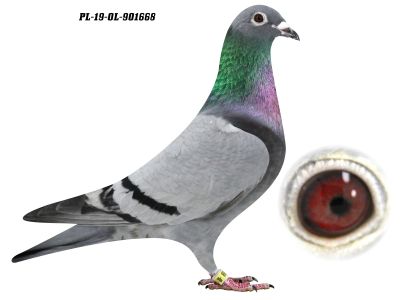 PL-19-OL-901668 H i G DRYGAŁA