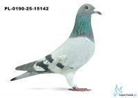 PL-190-25-15142