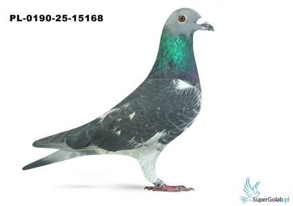 PL-190-25-15168