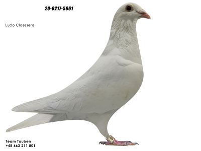 PL-20-0217-5661 LUDO CLAESSENS