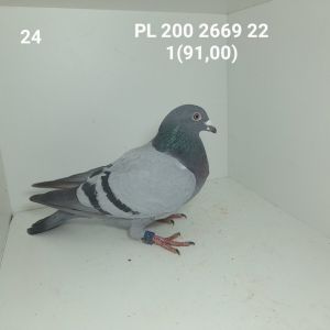 PL-200-22-2669: LALUSIA 060 Gołąb z hodowli: LALUSIA 060.