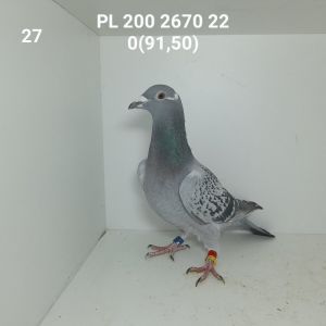 PL-200-22-2670: ORZEŁ Gołąb z hodowli: ORZEŁ.