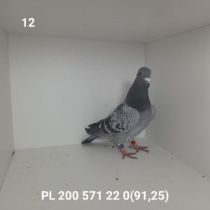 PL-200-22-571: ORZEŁ Gołąb z hodowli: ORZEŁ.