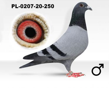 PL-207-20-250 Mariusz Ankus -syn Jaguara super w rozpłodzie