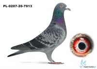 PL_-207-20-7913