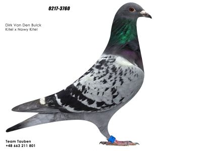 PL-21-0217-3760 DIRK VAN DEN BULCK KITEL X N.KITEL