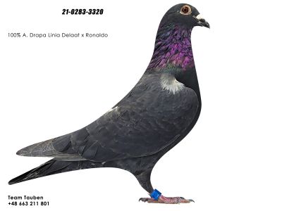 PL-21-0283-3320 100% A.DRAPA LINIA DE LAAT X RONALDO