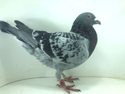 PL 22 0203 6279– org. Andrzej Sroka – 424m – Finał 430km!!!  (prawdopodobnie samiec)