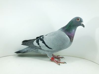 PL 22 021 6017– org. KOPER TOMASZ/ 110m wyścig nr 4 / 211m wyścig nr 3/ 13m wyścig nr 1 / ( samica)