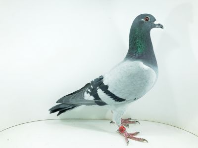 PL 22 0450 4209– org. MARIAN ZIELIŃSKI / 100m wyścig numer 4 / (samica)