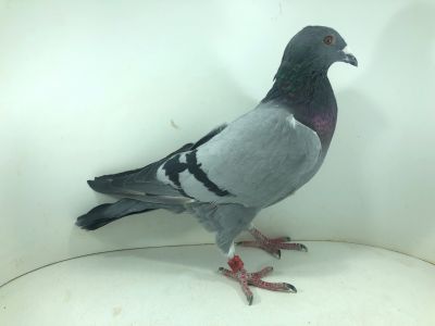 PL 22 0476 5345 – org. Adam Foltyn – 184m – Finał 430km!!! 