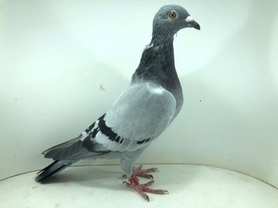 PL 22 0501 4525– org. Łukasz i Wojciech Kwiatkowski – 228m – Finał 430km!!! (prawdopodobnie samica)