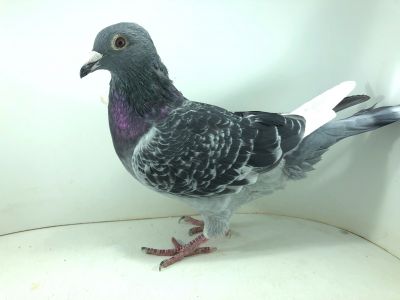 PL 22 090 7402– org. TEAM STĘPNIEWSKI L.K.K.A. – m – Finał 430km!!! (prawdopodobnie samica)