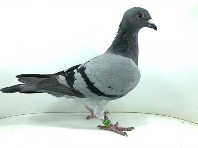 PL 23 0145 4379 - HARAZIM KAMIL [ 7AS GOŁAB SEZON 2023 ]