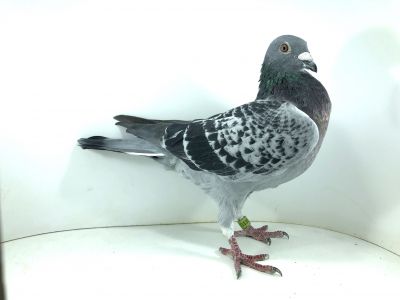 PL 23 03 16066 - BARANOWSKI ROBERT I PAWEŁ