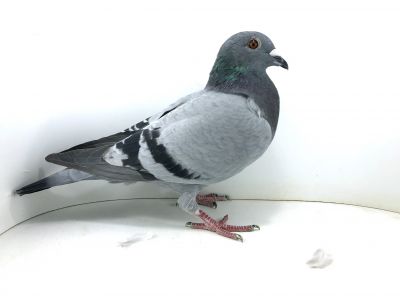 PL 23 045 145 - RORAT TOMASZ