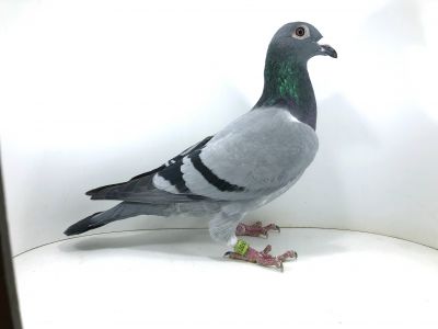 PL 23 0452 13051 - ZBOROWSKI DARIUSZ [ 21m  FINAŁ ], [12 AS GOŁĄB SEZON 2023 ]