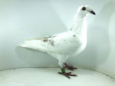 PL 23 058 5929 - CENTRUM HODOWLANE EUROPA