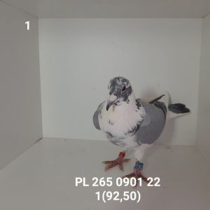 PL-265-22-901: 07-WOCHNIK MAREK, m.in 7m, 1m, 29m Gołąb z hodowli: 07-WOCHNIK MAREK.