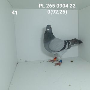 PL-265-22-904: 07-WOCHNIK MAREK, m.in 47m, 26m Gołąb z hodowli: 07-WOCHNIK MAREK.