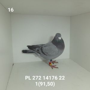 PL-272-22-14176: WG-DO AKTYWACJI, m.in 25m Gołąb z hodowli: WG-DO AKTYWACJI.