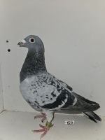 PL-294-23(24)-3767 +gratis PL-185-24-8552