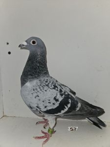 PL-294-23(24)-3767 +gratis PL-185-24-8552