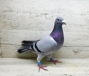 PL-303-16-2422 Samica z gołębnika rozpłodowego, Radwański-Faber-Koopman