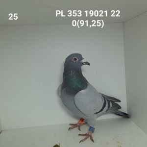 PL-353-22-19021: LALUSIA 060, Gołąb z hodowli: LALUSIA 060.