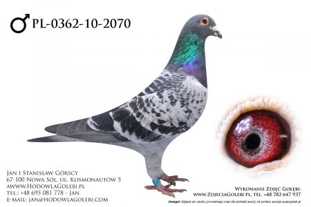 PL-362-10-2070 - całkowita likwidacja hodowli