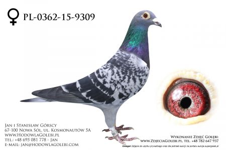 PL-362-15-9309 - całkowita likwidacja hodowli